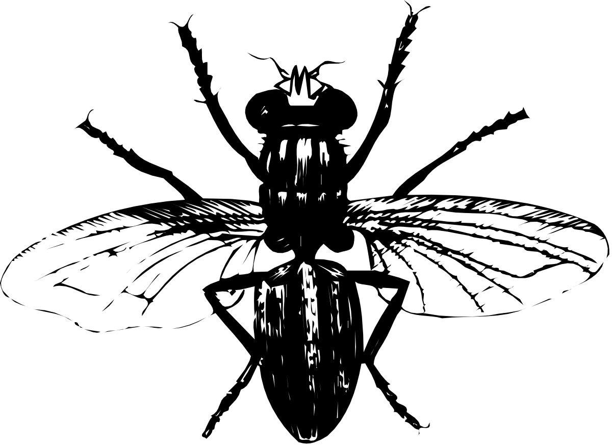 Bird Clipart: Stunning Black and White Illustrations for Creative Projects