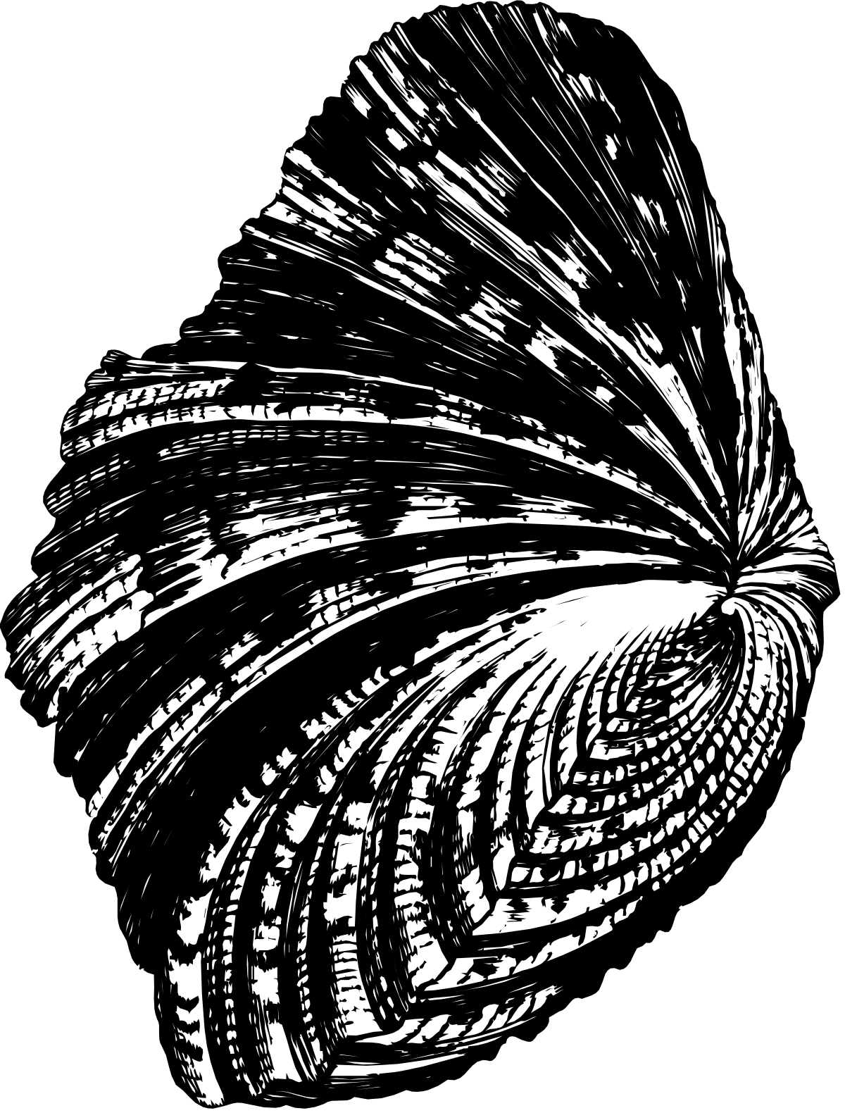 Feather Clipart: Elegant Black and White Drawing for Creative Projects