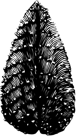 Black and White Tree Clipart - Elegant Monochrome Illustration