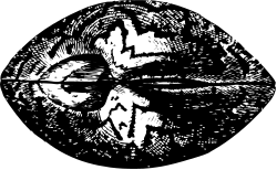 Black and White Flower Clipart with White Outline for Unique Designs