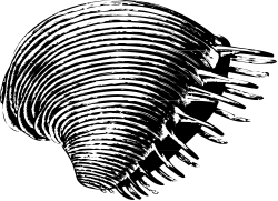 Spiral Clipart: Elegant Black and White Design for Your Projects