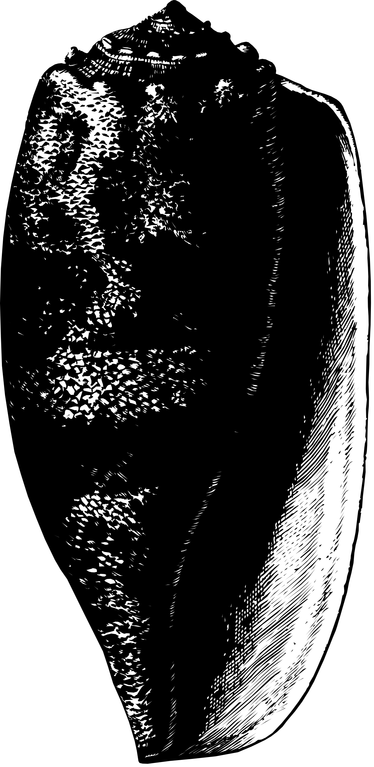 Peach Clipart: Black and White Fruit Illustration