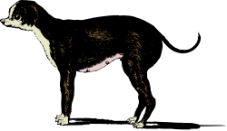 Black and White Cat on Black Background Clipart