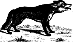 Black and White Dog Standing in Grass - Charming Clipart Image