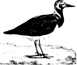 Bird on Rock in Dark Scenic Clipart