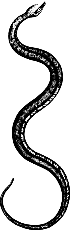 Snake Clipart: Striking Black and White Drawing for Versatile Use