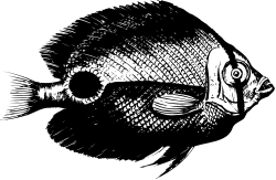 Fish Clipart on Black Background - Elegant and Striking Visuals