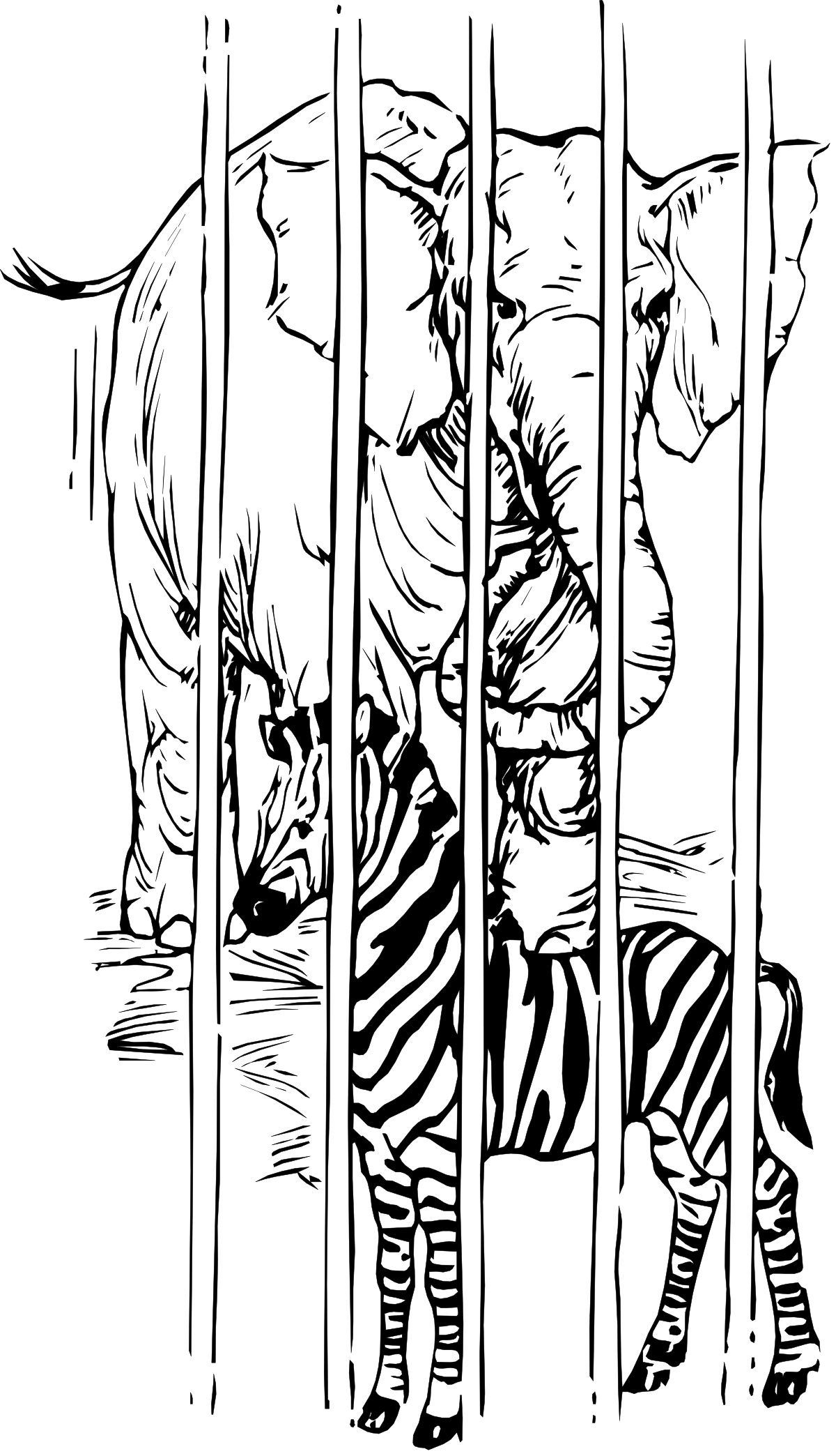 Zebra Standing in Darkness with Head Down - Striking Clipart Representation