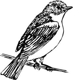 Black and White Bird on a Branch Clipart for Versatile Use