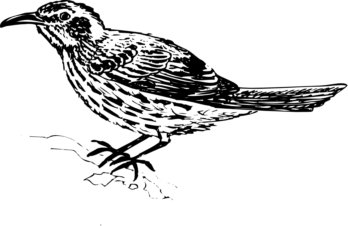 a bird sitting on top of a black background clip art png transparent Bird Perched on Black Background Clipart - Stunning Avian Illustration