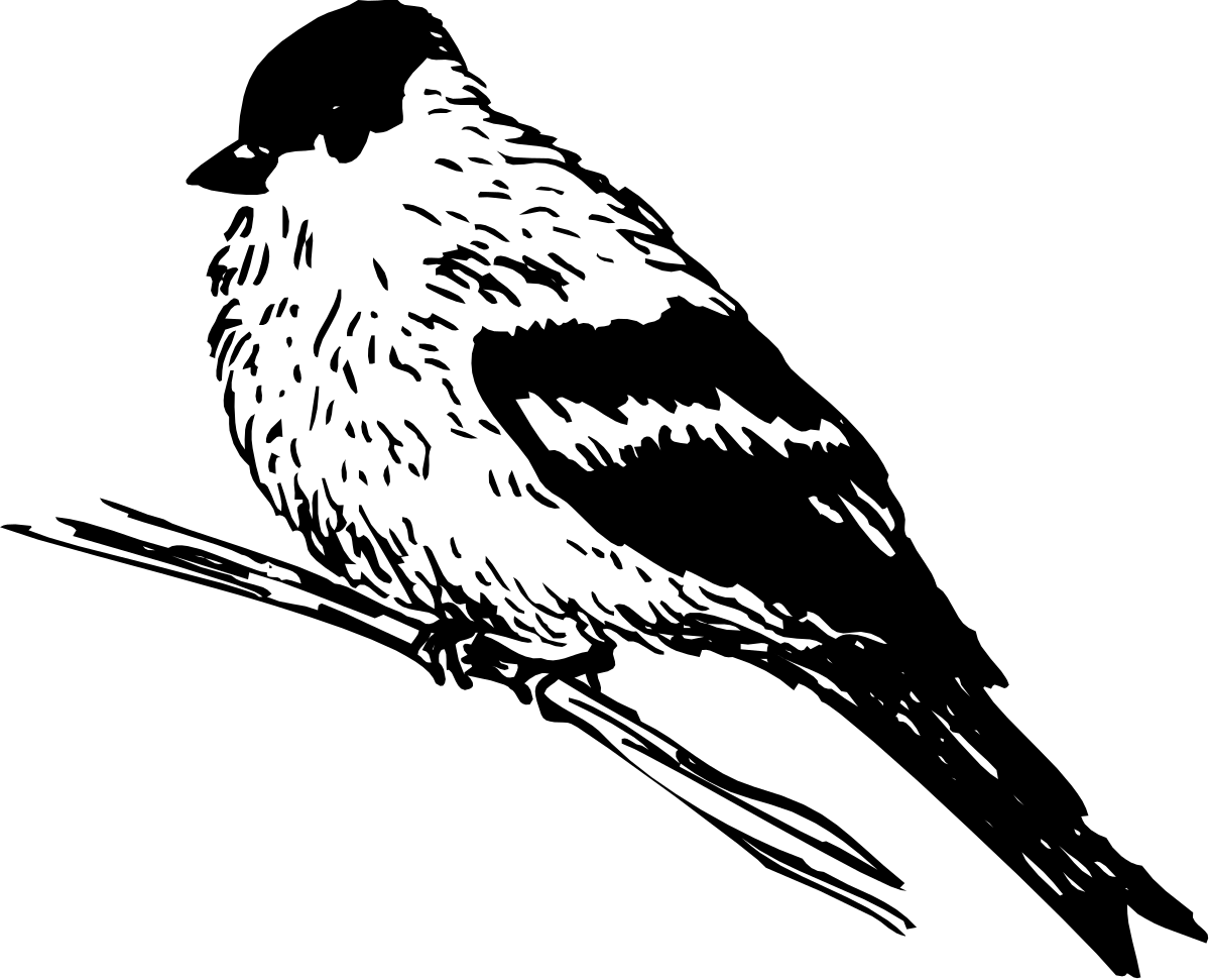 Black and White Bird on Branch - Stunning Clipart Illustration