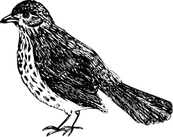 Black and White Bird Clipart on a Dark Background