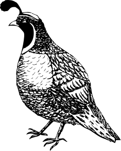 Black and White Bird Silhouette Clipart on Dark Background