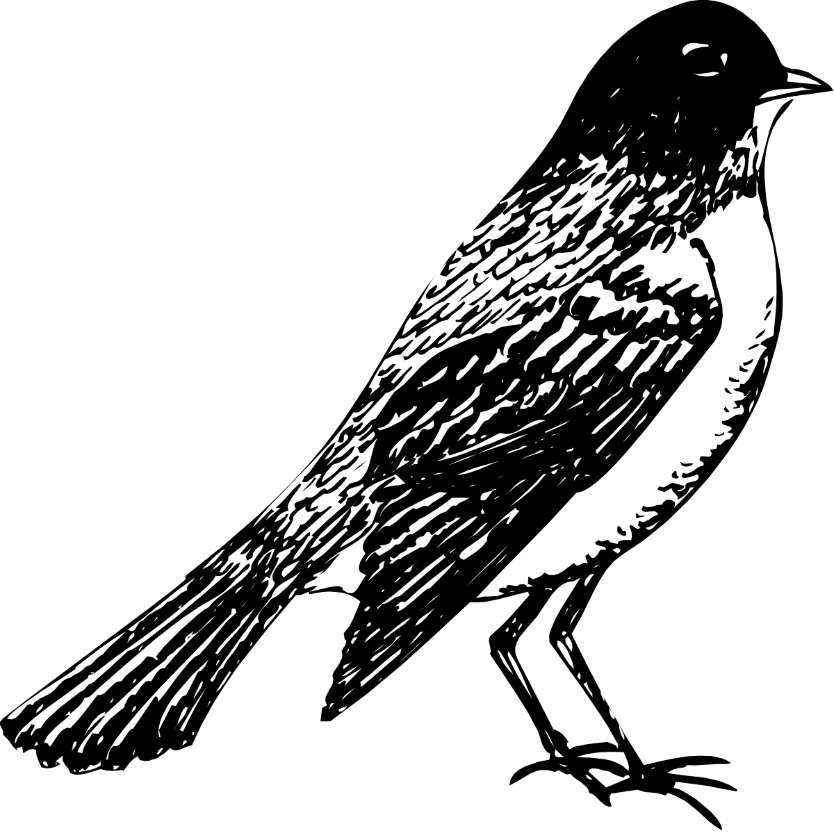 Black and White Bird Sitting on a Branch - Elegant Clipart for Nature Lovers