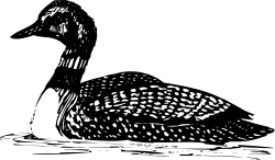 Black and White Duck Clipart - Elegant Line Art Illustration
