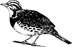 Black and White Bird Sitting on a Branch Clipart - Elegant Nature Illustration