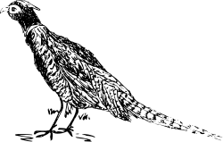 Black and White Bird Clipart - Elegant Avian Illustration