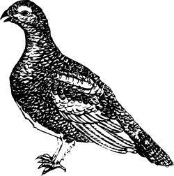 Black and White Bird on Dark Background Clipart