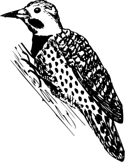 Spotted Bird Clipart: Unique Avian Illustrations for Your Projects