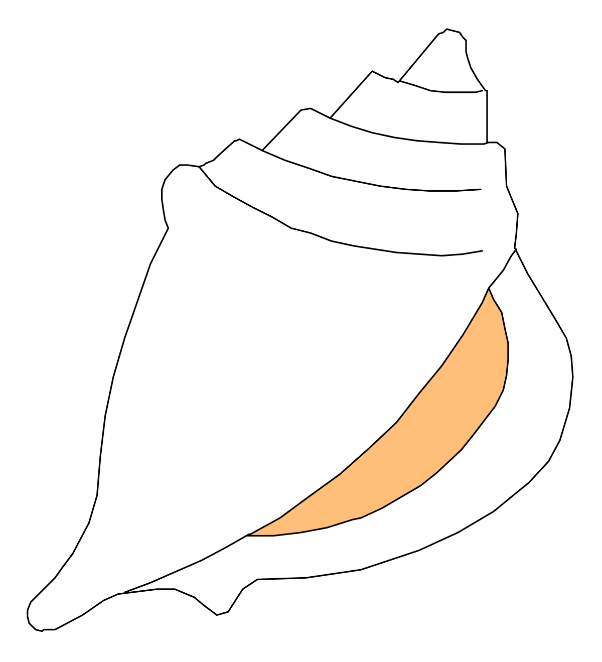 a white shell with orange stripes clip art png transparent White Shell with Orange Stripes - Vibrant Marine Clipart