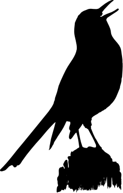 Cat Clipart: Stunning Black and White Image for Creative Projects