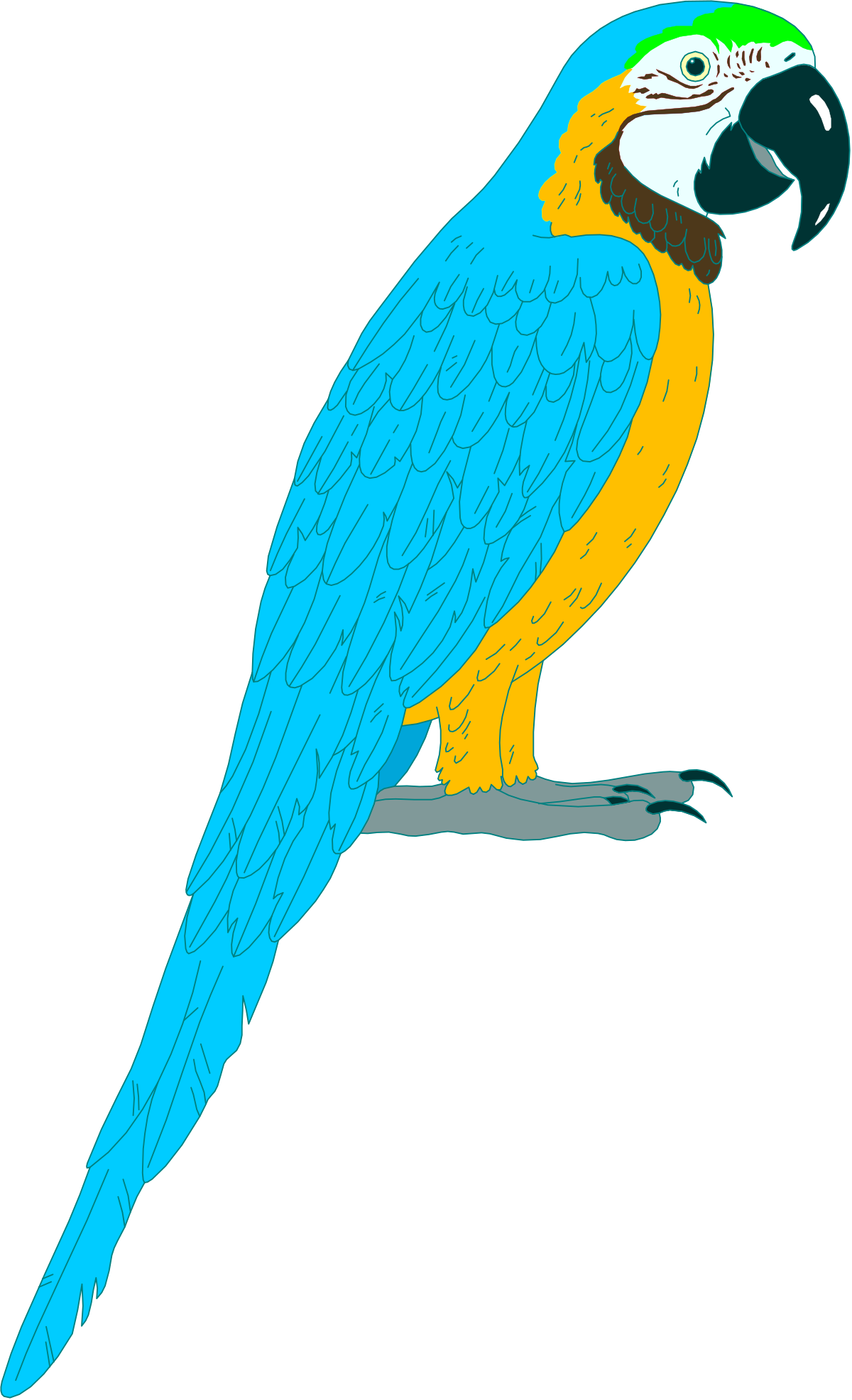 Blue and Yellow Parrot Sitting on a Branch