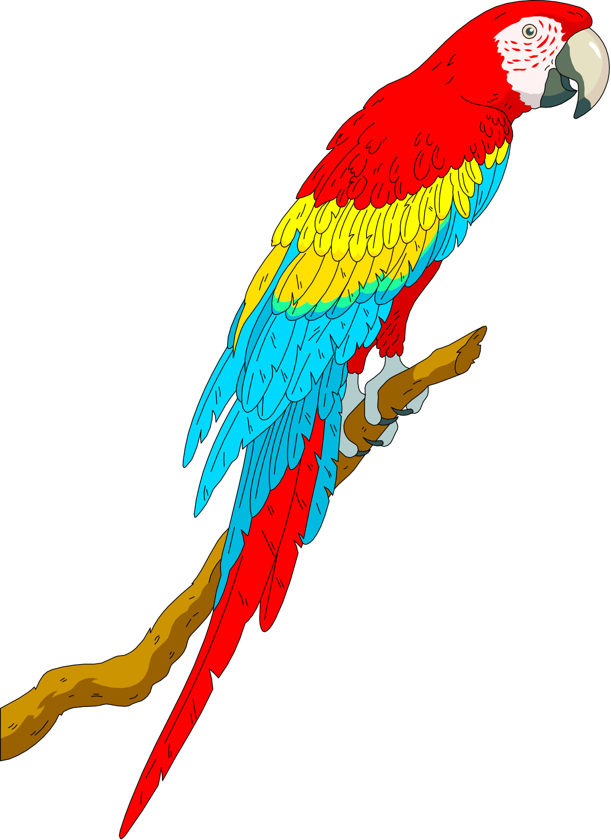 a parrot sitting on a branch clip art png transparent Parrot Sitting on a Branch - Vibrant Clipart Images