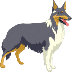 Dog with Long Coat on Black Background - Premium Clipart