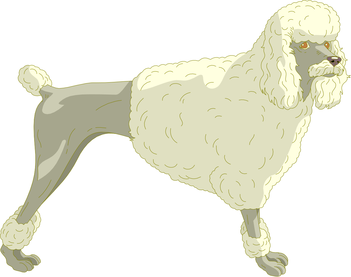 White Poodle Dog on Black Background - Elegant Clipart