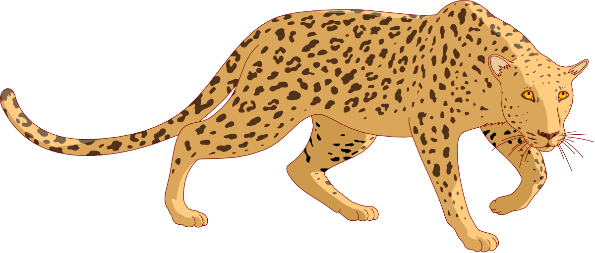 Leopard Walking on Black Background - Stunning Clipart Illustration