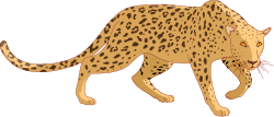 Leopard Walking on Black Background - Stunning Clipart Illustration