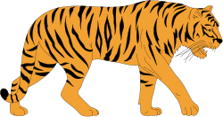 Tiger Walking on Black Background - Stunning Clipart for Your Projects