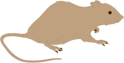 Rat Sitting on Hind Legs Clipart for Creative Projects