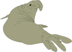 Seal Clipart Collection: Playful Seal Illustrations for Various Uses
