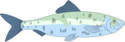 Blue Body Fish with Yellow Fins Clipart - Vibrant Marine Life Graphics