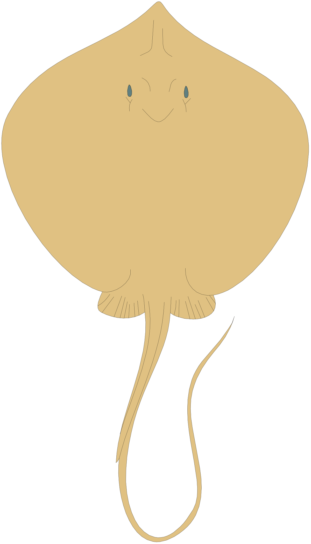 a sting sting sting sting sting sting sting sting sting sting sting sting sting sting sting sting sting sting sting sting clip art png transparent Stingray Clipart: Vibrant Underwater Scene with Stingrays