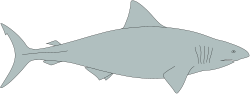 Shark on Black Background - Stunning Clipart for Bold Designs