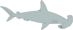 Shark with Big Mouth Clipart - Vibrant & Playful Ocean Illustration