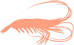 Shrimp Clipart Collection - Vibrant Seafood Illustrations for All Uses