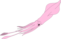 Pink Squid with Long Tentacles Clipart - Capture the Ocean's Wonders