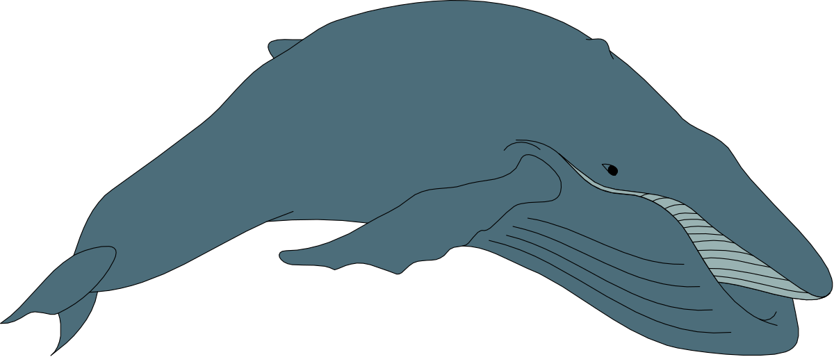 a whale with its mouth open clip art png transparent Whale Open Mouth Clipart: Majestic Marine Life Illustration