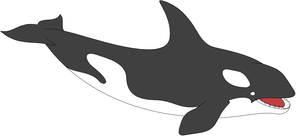 Killer Whale Open Mouth Clipart - Stunning Marine Life Illustration