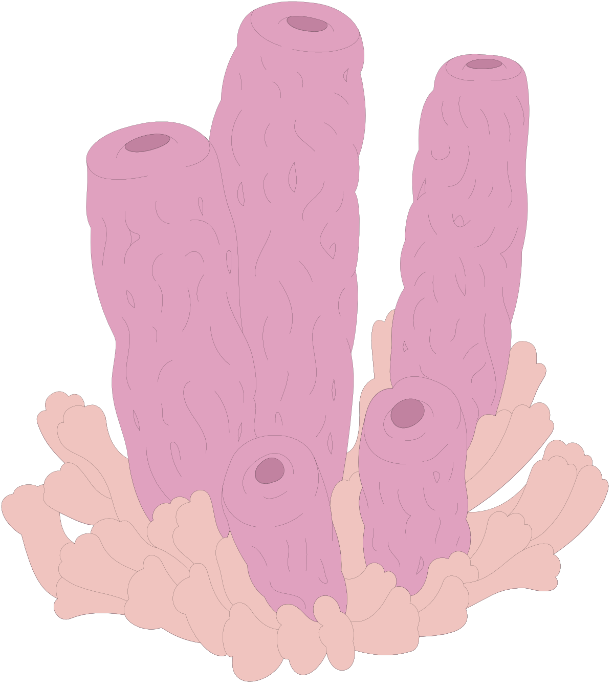 Pink Corals Clipart for Your Creative Projects