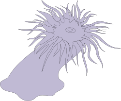 Black and White Sea Creature Clipart - Stunning Marine Life Illustrations