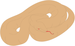 Stomach Illustration for Health and Wellness Clipart