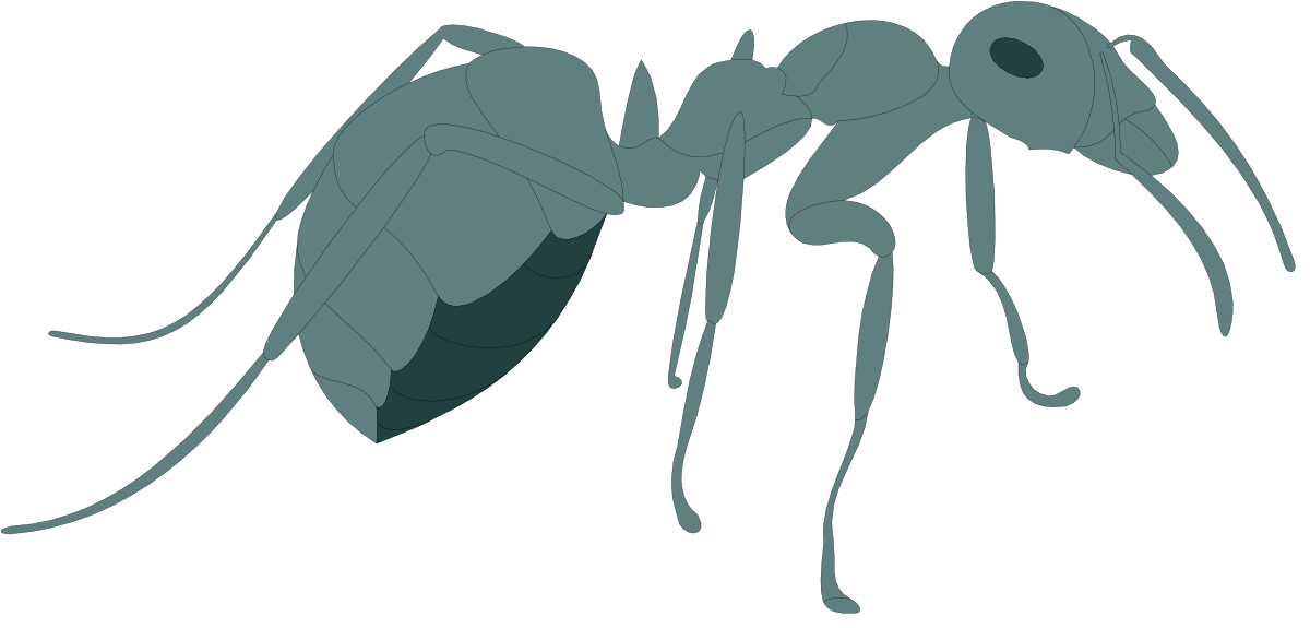 a mosquito insect with a long body and long legs clip art png transparent Mosquito Clipart: Long-Body Insect with Elongated Legs
