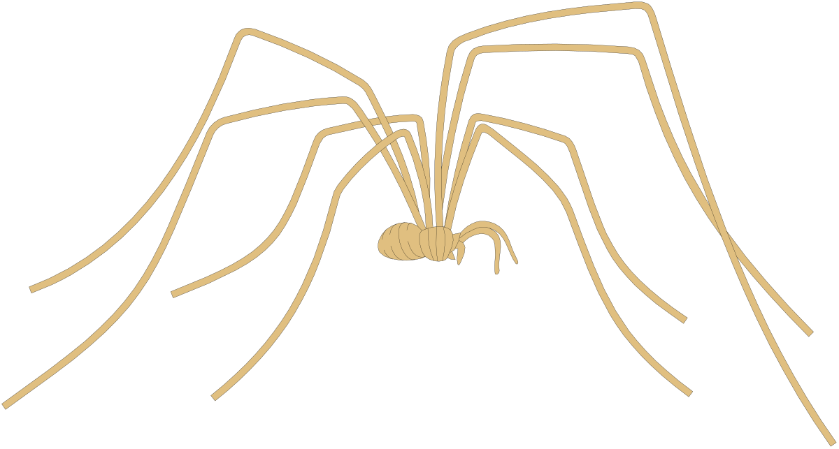 a spider with a long tail and long legs clip art png transparent Spider Clipart: Long Tail and Legs for Creative Projects