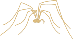 Spider Clipart: Long Tail and Legs for Creative Projects