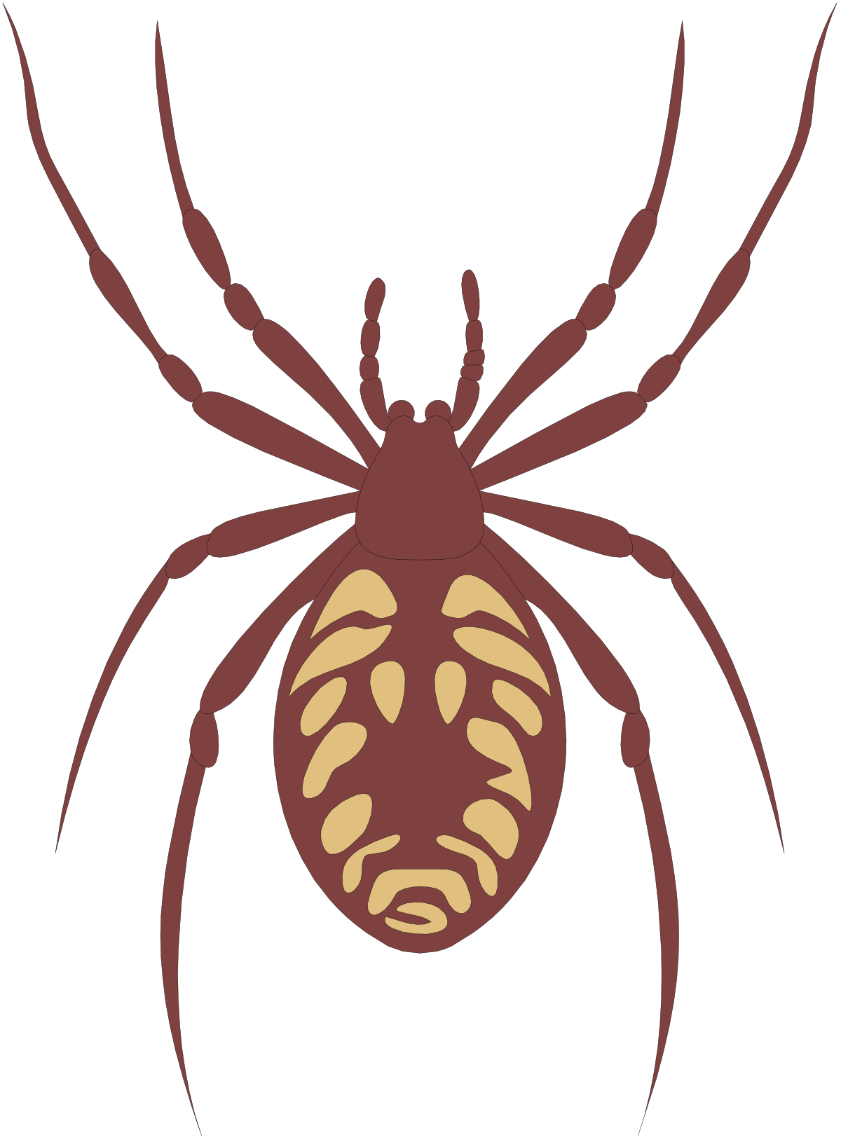 Brown Spider with Long Tail - Detailed Clipart Illustration