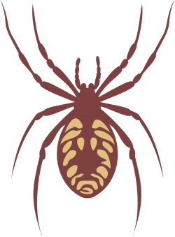 Brown Spider with Long Tail - Detailed Clipart Illustration